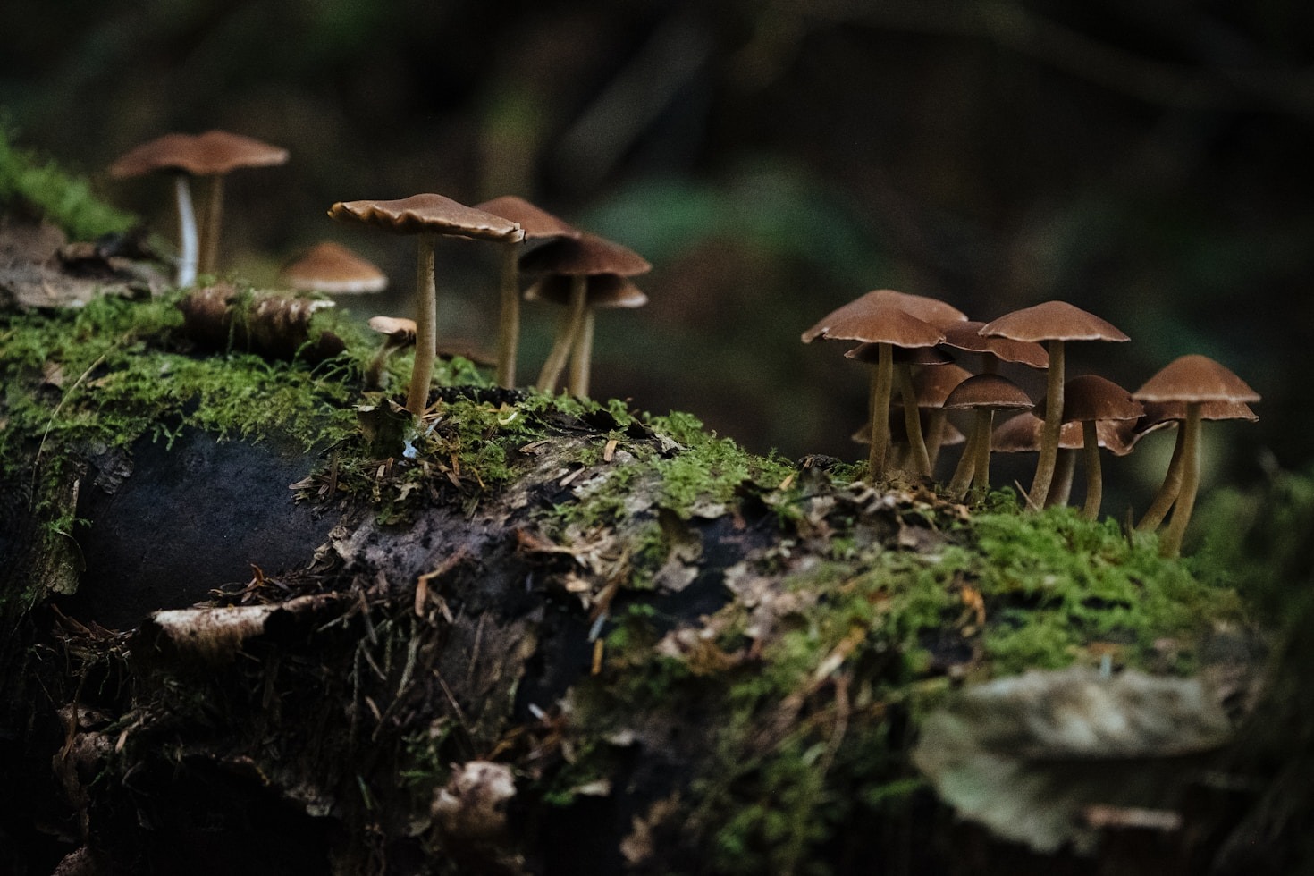 How Fungi Influence Our Ecosystem