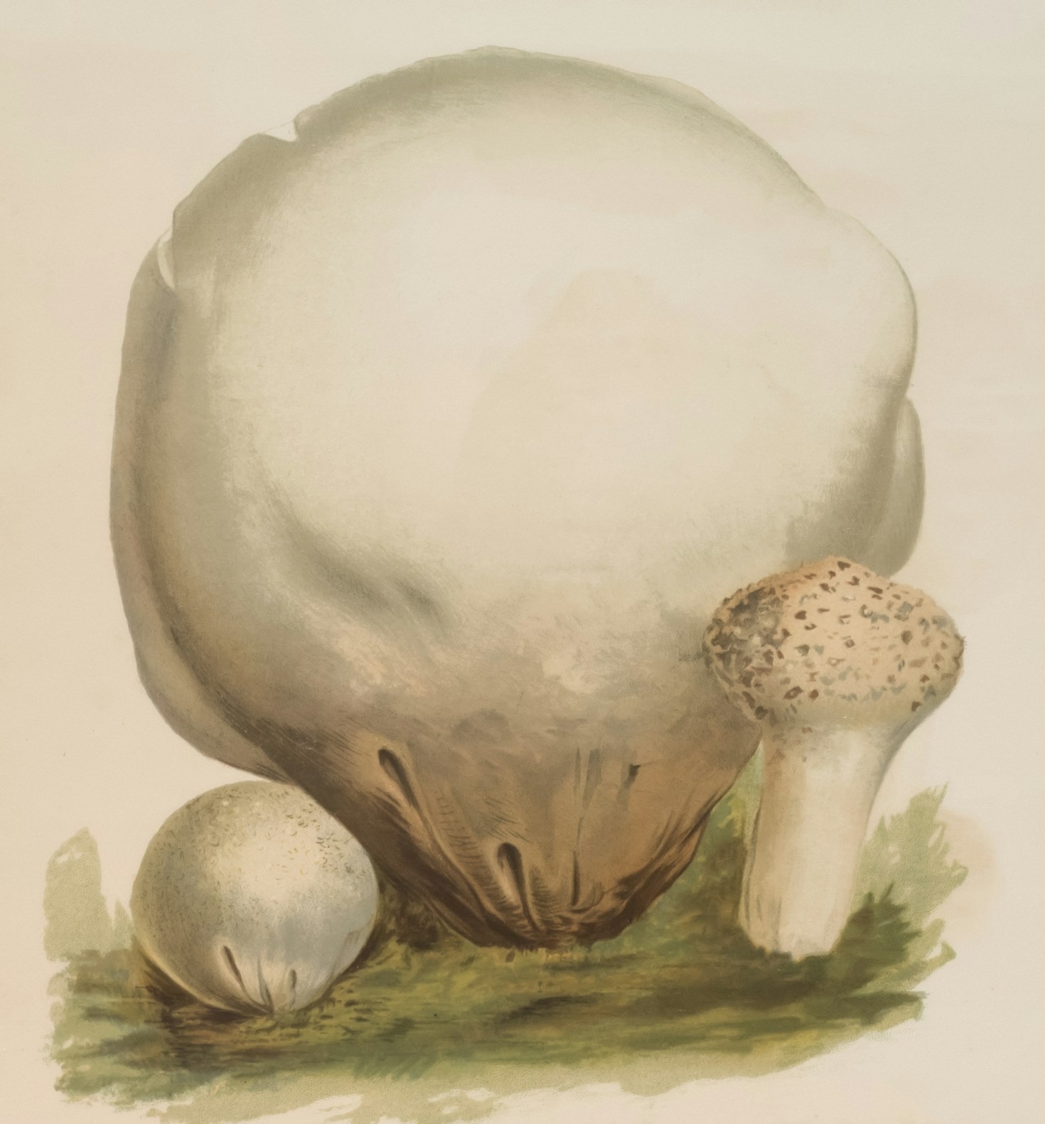 Top 5 Edible Mushrooms and Their Benefits