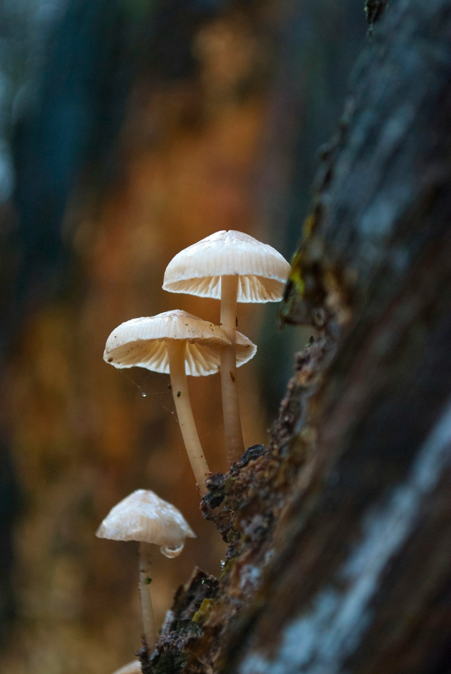 The Role of Fungi in Medicine and Research